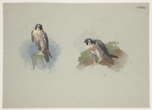 Slechtvalk mannetje, c.1915 door Archibald Thorburn