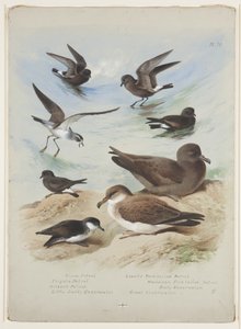 Stormvogels, c.1915 door Archibald Thorburn