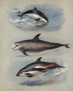 Bruinvis, Rissos Grampus, Witsnuitdolfijn