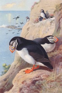 Papegaaiduiker door Archibald Thorburn
