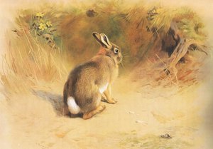 Konijn, uit Thorburns Zoogdieren gepubliceerd door Longmans and Co, ca. 1920