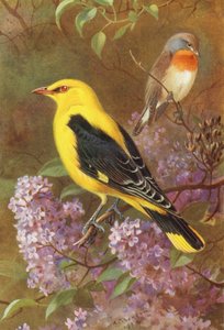 Kleine Vliegenvanger, Wielewaal door Archibald Thorburn