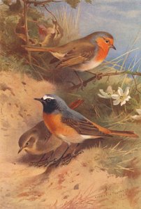 Roodborst, Gekraagde Roodstaart (mannetje en vrouwtje)