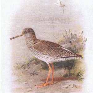 Tureluur, uit Birds of the British Isles and Their Eggs gepubliceerd door Frederick Warne & Co Ltd, 1958