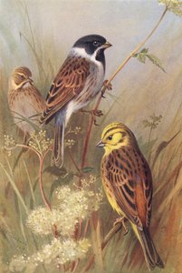 Rietgors (mannetje en vrouwtje), Geelgors door Archibald Thorburn