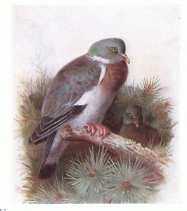 Houtduif, uit Birds of the British Isles and Their Eggs gepubliceerd door Frederick Warne & Co Ltd, 1958 door Archibald Thorburn