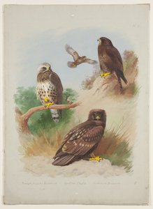Ruigpootbuizerd, steenarend en gewone buizerd, ca. 1915 (aquarel & lichaamkleur met Arabische gom over potlood op karton) door Archibald Thorburn