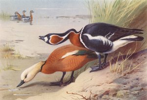 Rode Casarca, Roodhalsgans door Archibald Thorburn