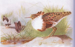 Kemphanen, uit Birds of the British Isles and Their Eggs gepubliceerd door Frederick Warne & Co Ltd, 1958