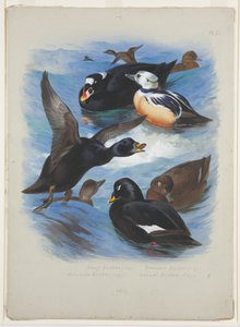 Zwarte zee-eenden en Stellers eider, ca. 1915 door Archibald Thorburn