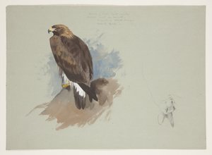 Zeearend en potloodschets van konijn, c.1915