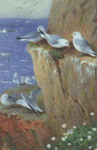 Meeuwen door Archibald Thorburn