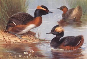 Slavische Fuut, Dodaars, Geoorde Fuut door Archibald Thorburn