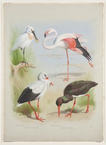 Lepelaar, flamingo en ooievaar, ca. 1915 (aquarel & lichaamkleur over potlood op papier) door Archibald Thorburn