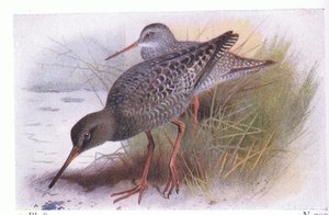 Zwarte Ruiter, uit Birds of the British Isles and Their Eggs gepubliceerd door Frederick Warne & Co Ltd, 1958