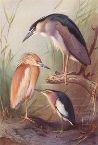 Ralreiger, Kwak, Woudaapje door Archibald Thorburn