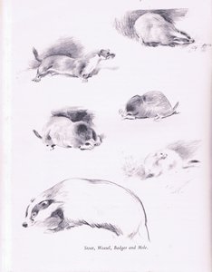 Hermelijn, Wezel, Das en Mol