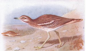Griel, uit Birds of the British Isles and Their Eggs gepubliceerd door Frederick Warne & Co Ltd, 1958