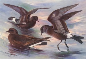 Stormvogel, Leach