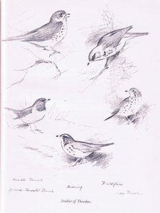 Studie van Lijsters door Archibald Thorburn