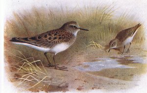 Temmincks Strandloper, uit Birds of the British Isles and Their Eggs gepubliceerd door Frederick Warne & Co Ltd, 1958