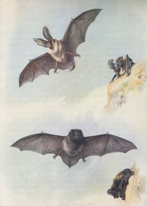 De Barbastelle door Archibald Thorburn