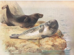 De grijze zeehond, uit Thorburns Zoogdieren gepubliceerd door Longmans and Co, ca. 1920