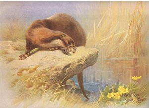 De otter, uit Thorburns Zoogdieren gepubliceerd door Longmans en Co, ca. 1920 door Archibald Thorburn