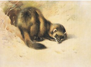 De bunzing, uit Thorburns zoogdieren gepubliceerd door Longmans en Co, ca. 1920 door Archibald Thorburn