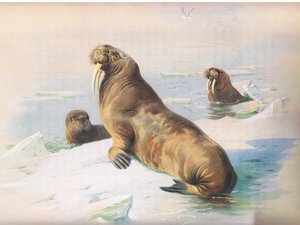 De walrus, uit Thorburns Zoogdieren gepubliceerd door Longmans and Co, ca. 1920