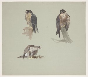 Drie kleurenschetsen van een mannelijke slechtvalk, ca. 1915