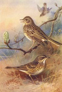 Boompieper, Graspieper door Archibald Thorburn