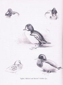 Kuifeenden, Wilde Eenden, Barrows Brilduiker door Archibald Thorburn