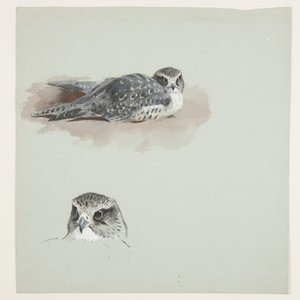 Twee kleuren schetsen van smelleken, c.1915 door Archibald Thorburn