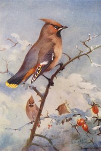Pestvogel door Archibald Thorburn