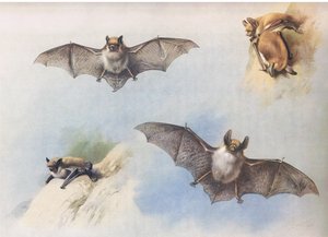 Baardvleermuis en Bechsteins vleermuis, uit Thorburns Zoogdieren gepubliceerd door Longmans en Co, ca. 1920 door Archibald Thorburn