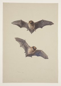 Baardvleermuis, c.1915 door Archibald Thorburn