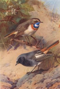 Blauwborst, Zwarte Roodstaart door Archibald Thorburn