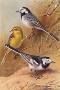 Witte Kwikstaart, Gele Kwikstaart, Bonte Kwikstaart door Archibald Thorburn