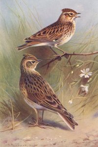 Boomleeuwerik, Veldleeuwerik door Archibald Thorburn