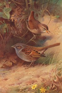 Winterkoning, Heggenmus door Archibald Thorburn