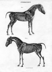 Anatomie van een paard