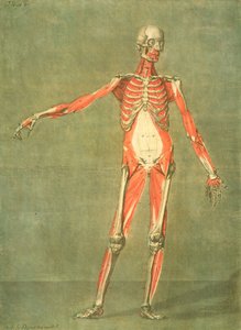 Dieper Spierstelsel van de Voorkant van het Lichaam, plaat 5 uit een volledige cursus anatomie met tekst door Jadelot, gegraveerd door de kunstenaar, gepubliceerd 1773