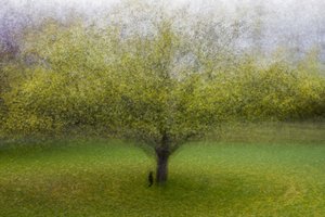 Dromerige groene boom door Arne Östlund