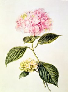 PD.64-1975 Hortensia