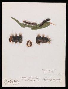 Rups, Epicoma contristis, Teara tristis