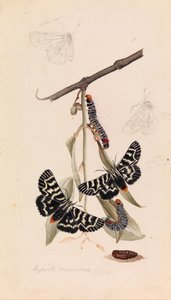 Wijngaardmot, Comocrus behri door Arthur Bartholomew