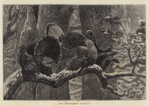 De Triomfantelijke Kalkoenen door Arthur Boyd Houghton