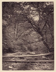 [Omgevallen bomen in bos]. door Arthur Brown