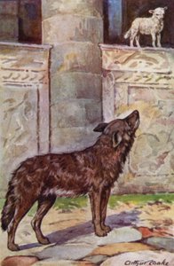 Aesopus